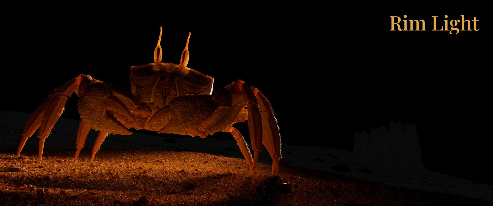 crab_lighting_Rim